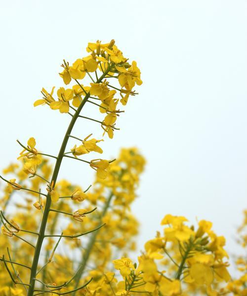手把手教你轻松种出油菜花（以手长出油菜花的关键步骤和技巧）