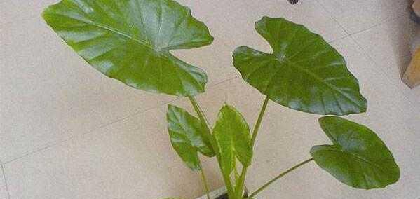 滴水观音养殖方法和注意事项大全（从种植到养护，打造滴水观音的绿色家园）