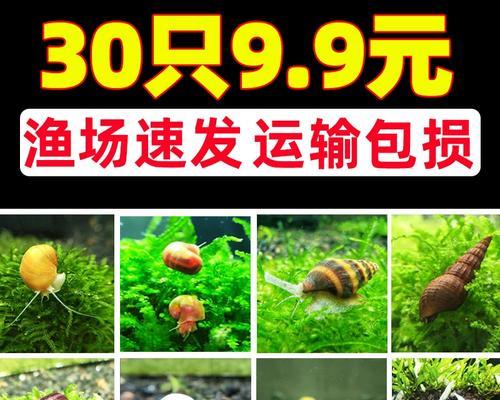 探索苹果马来西亚版的独特魅力（了解马来西亚版苹果的特点和优势）