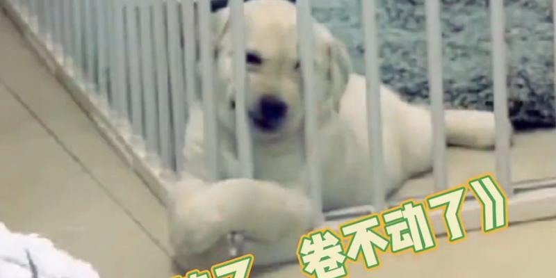 苹果7越狱失败的后果及解决方法（深入探讨苹果7越狱失败后可能引发的问题以及解决方案）